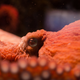 Illustration for article titled First Complete Octopus Genome Will Unlock Cephalopod Secrets